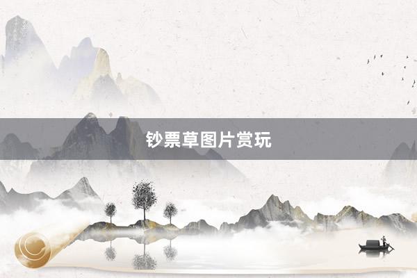钞票草图片赏玩